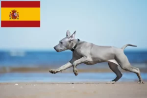 Lee más sobre el artículo Criadores y cachorros de Thai Ridgeback en España