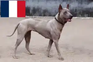 Lee más sobre el artículo Criadores y cachorros de Thai Ridgeback en Francia