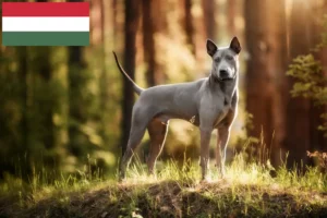 Lee más sobre el artículo Criadores y cachorros de Thai Ridgeback en Hungría