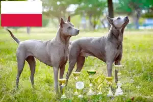 Lee más sobre el artículo Criadores y cachorros de Thai Ridgeback en Polonia