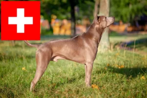 Lee más sobre el artículo Criadores y cachorros de Thai Ridgeback en Suiza