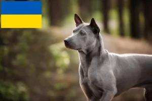 Lee más sobre el artículo Criadores y cachorros de Thai Ridgeback en Ucrania