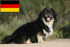 Lee más sobre el artículo Criadores de Spaniel Tibetano y cachorros en Alemania