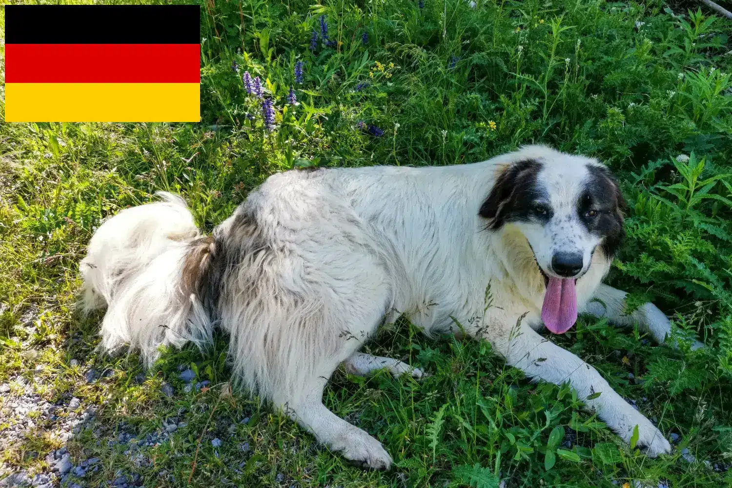 Lee más sobre el artículo Tornjak criadores y cachorros en Alemania