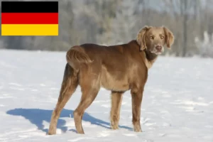 Lee más sobre el artículo Criadores de Weimaraner y cachorros en Alemania