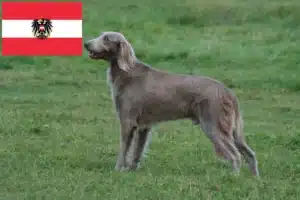 Lee más sobre el artículo Criadores de Weimaraner y cachorros en Austria