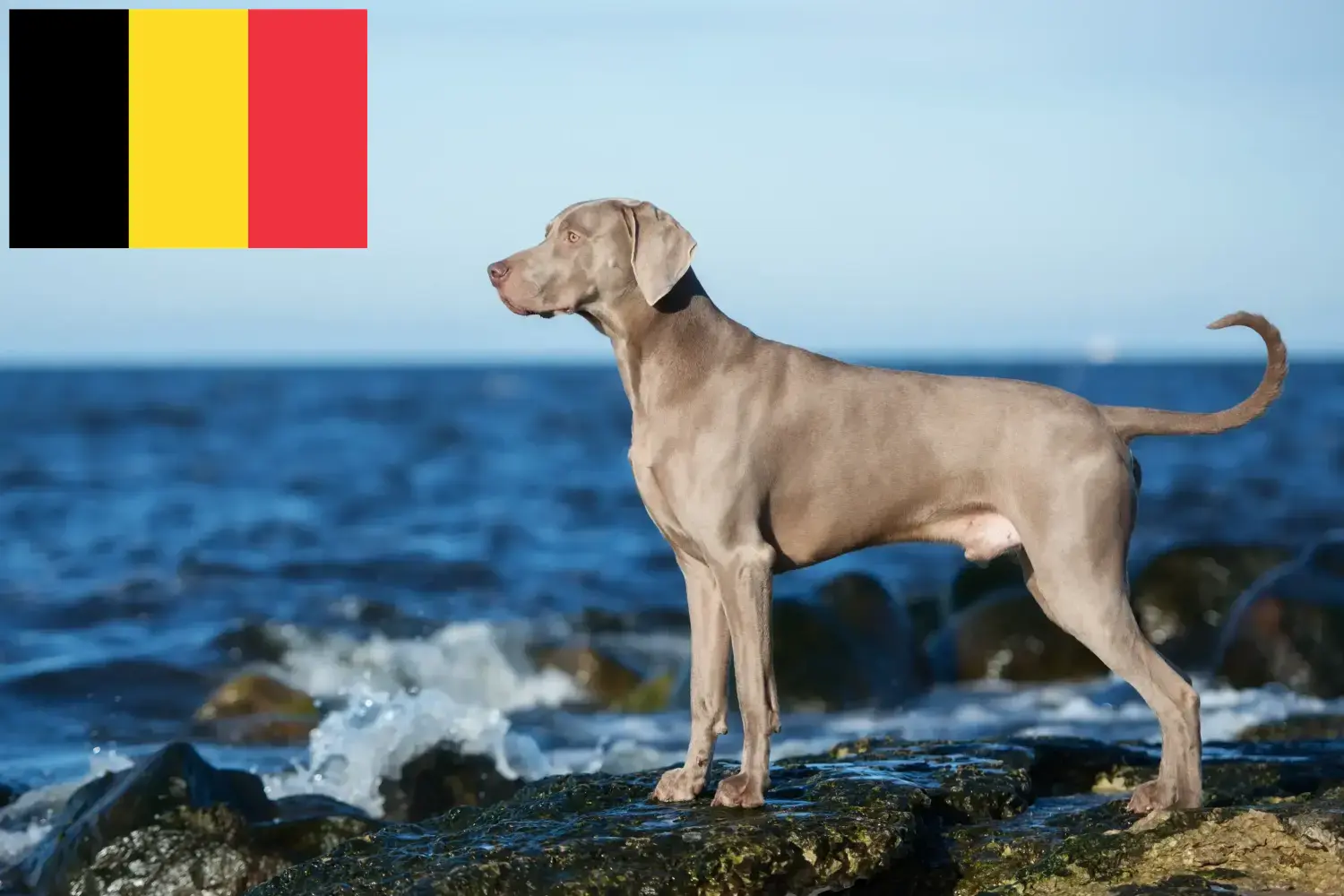 Lee más sobre el artículo Criadores de Weimaraner y cachorros en Bélgica