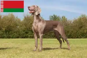 Lee más sobre el artículo Criadores de Weimaraner y cachorros en Bielorrusia