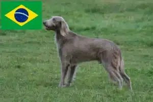 Lee más sobre el artículo Criadores de Weimaraner y cachorros en Brasil