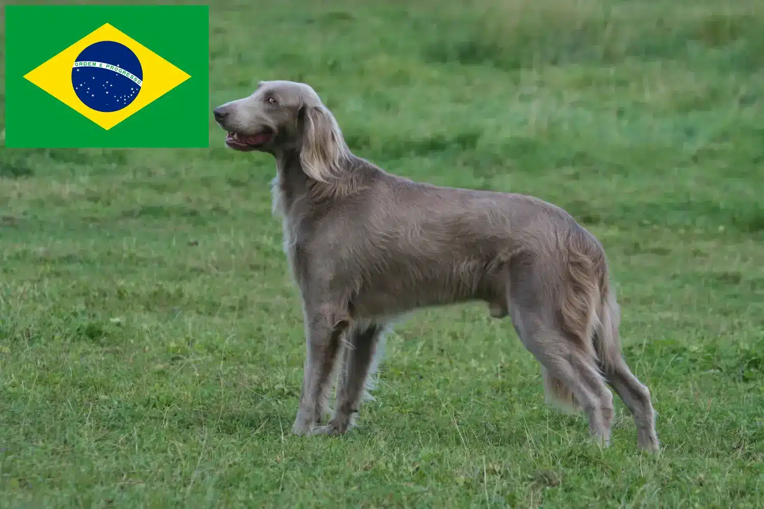 Lee más sobre el artículo Criadores de Weimaraner y cachorros en Brasil