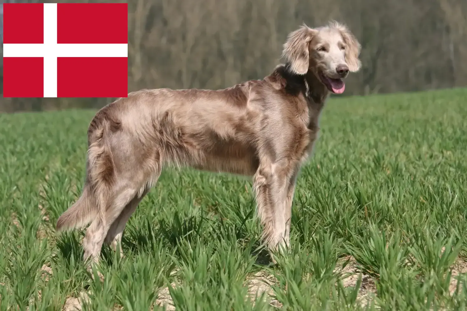 Lee más sobre el artículo Criadores de Weimaraner y cachorros en Dinamarca