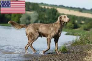 Lee más sobre el artículo Weimaraner criadores y cachorros en los EE.UU.