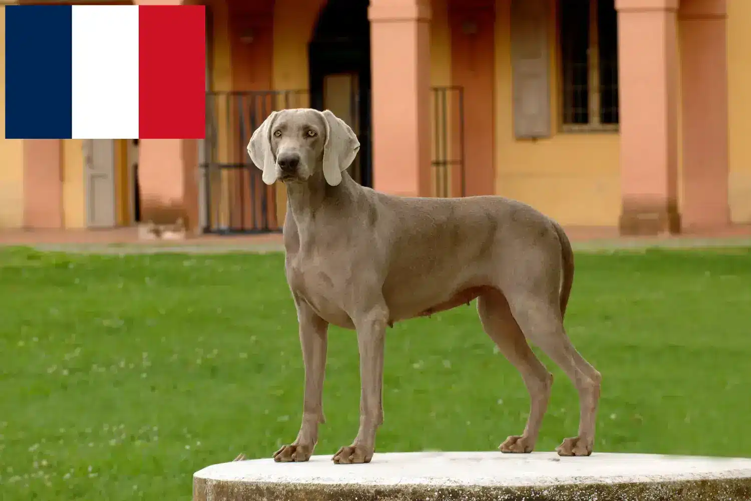 Lee más sobre el artículo Criadores de Weimaraner y cachorros en Francia