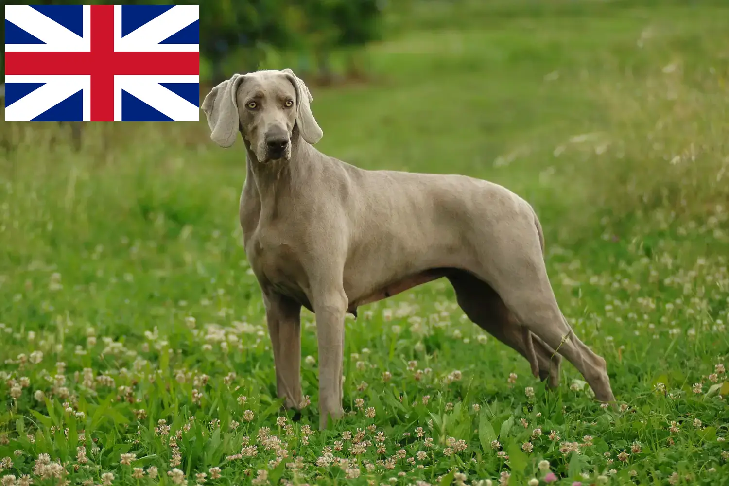 Lee más sobre el artículo Criadores de Weimaraner y cachorros en Gran Bretaña