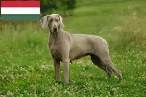 Lee más sobre el artículo Criadores de Weimaraner y cachorros en Hungría