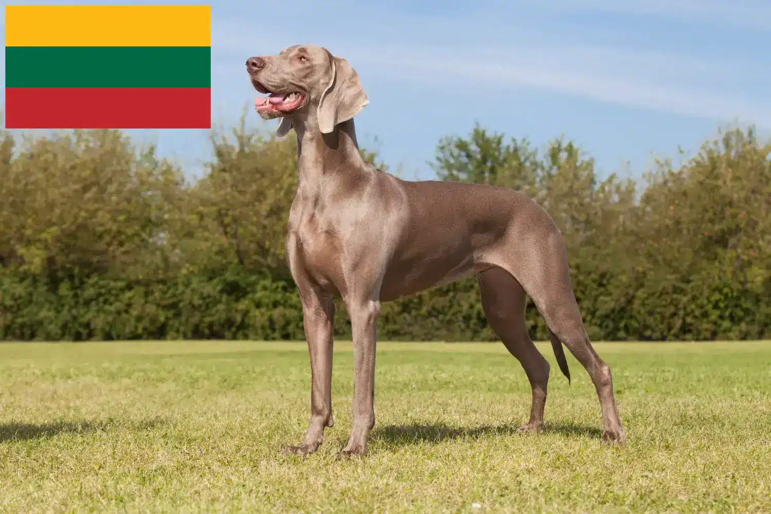 Lee más sobre el artículo Criadores de Weimaraner y cachorros en Lituania