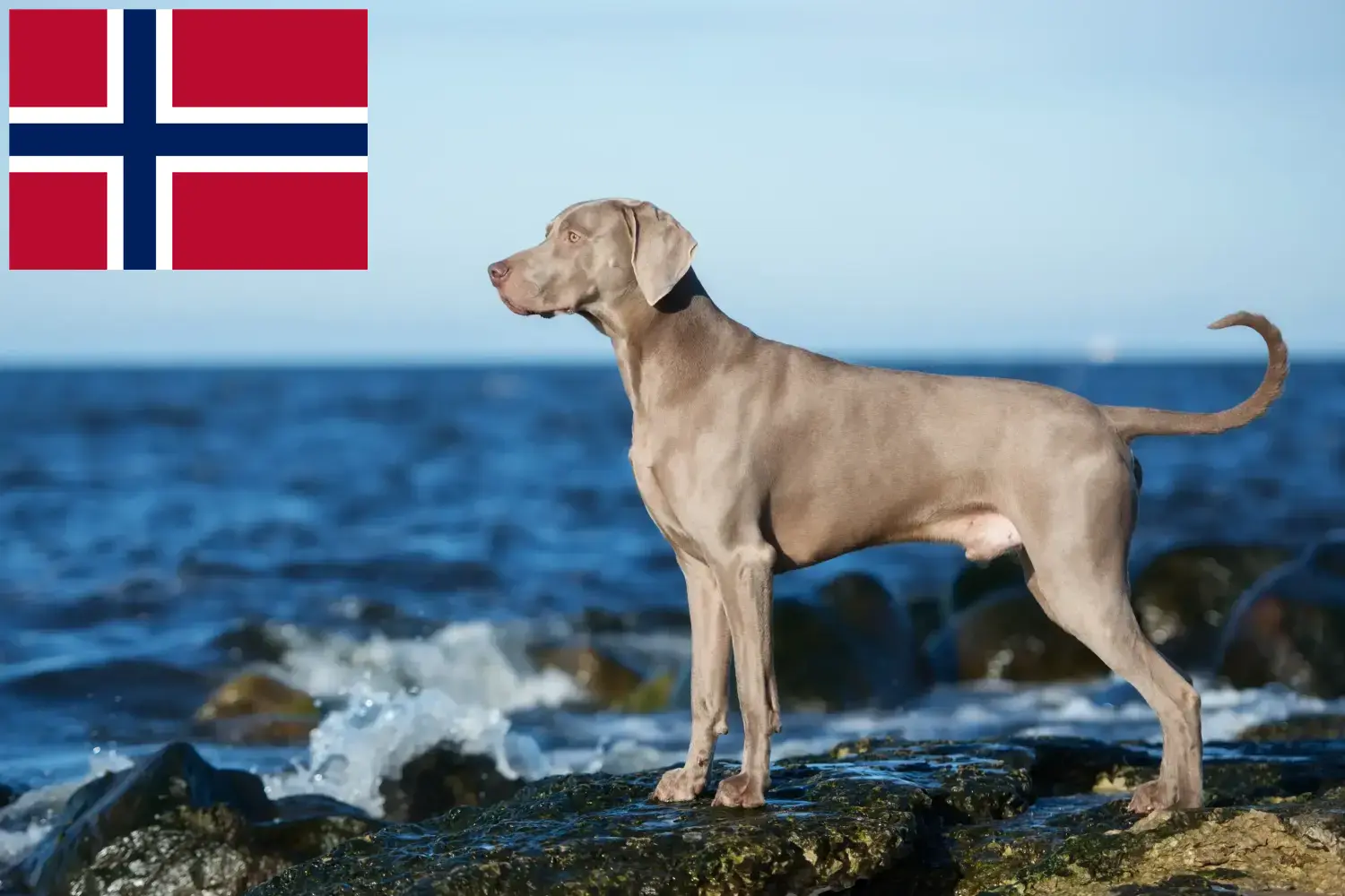 Lee más sobre el artículo Criadores de Weimaraner y cachorros en Noruega