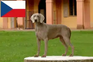 Lee más sobre el artículo Criadores de Weimaraner y cachorros en la República Checa