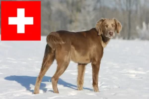 Lee más sobre el artículo Criadores de Weimaraner y cachorros en Suiza