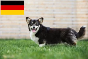 Lee más sobre el artículo Criadores de Welsh Corgi y cachorros en Alemania