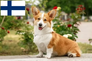 Lee más sobre el artículo Criadores de Welsh Corgi y cachorros en Finlandia