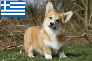 Lee más sobre el artículo Criadores de Welsh Corgi y cachorros en Grecia