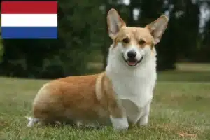 Lee más sobre el artículo Criadores de Welsh Corgi y cachorros en los Países Bajos