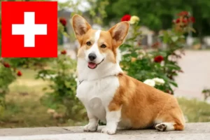 Lee más sobre el artículo Criadores de Corgi galés y cachorros en Suiza