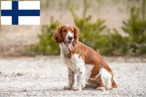 Lee más sobre el artículo Welsh Springer Spaniel criadores y cachorros en Finlandia