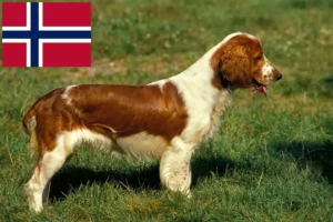 Lee más sobre el artículo Welsh Springer Spaniel criadores y cachorros en Noruega