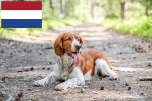 Lee más sobre el artículo Criadores de Springer Spaniel Galés y cachorros en los Países Bajos