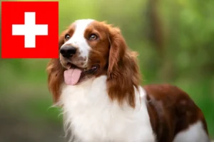 Lee más sobre el artículo Criadores de Springer Spaniel Galés y cachorros en Suiza