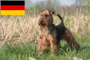 Lee más sobre el artículo Criadores y cachorros de Welsh Terrier en Alemania