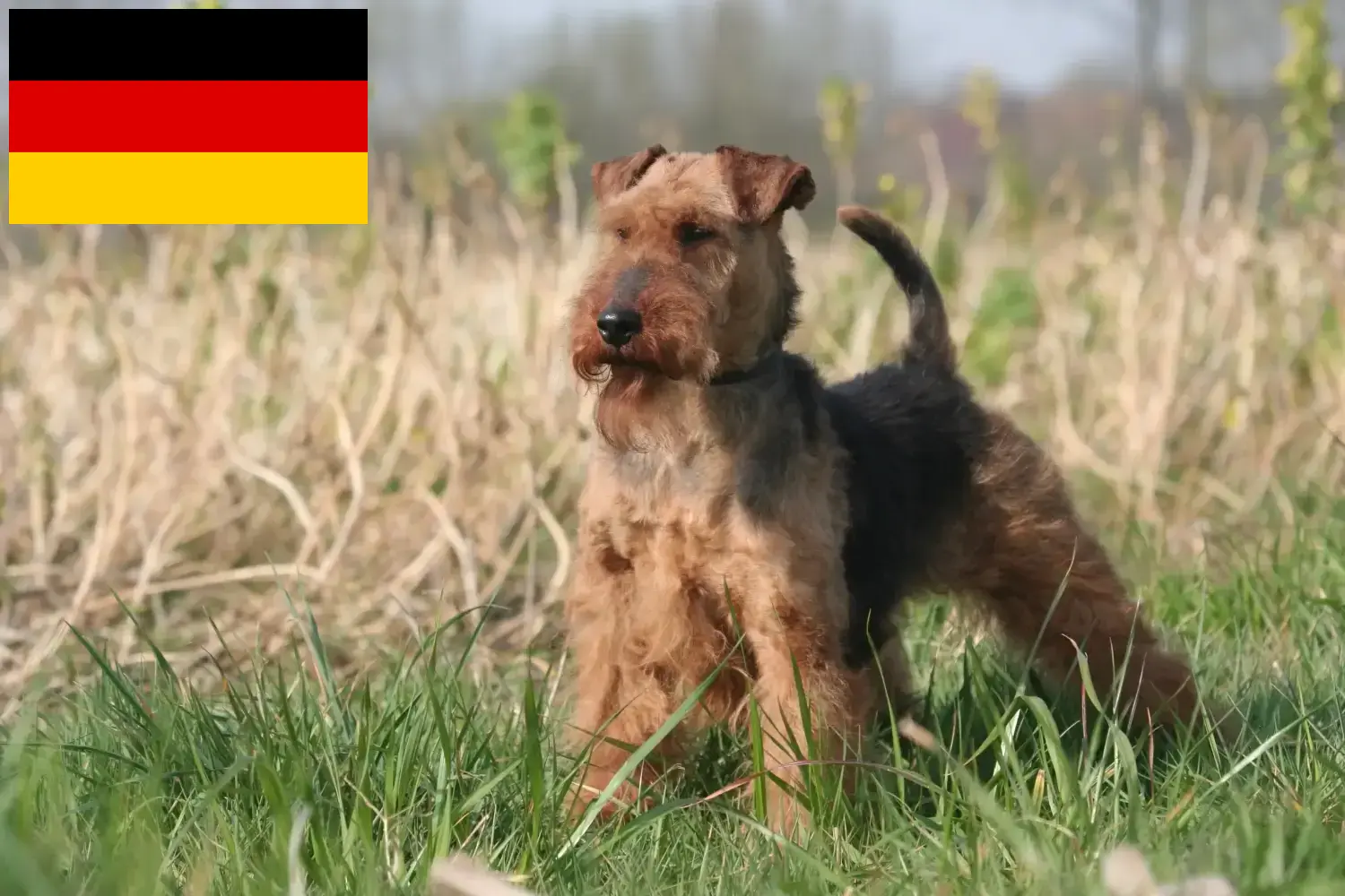 Lee más sobre el artículo Criadores y cachorros de Welsh Terrier en Alemania