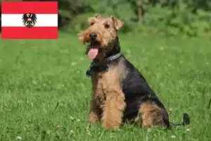 Lee más sobre el artículo Criadores y cachorros de Welsh Terrier en Austria