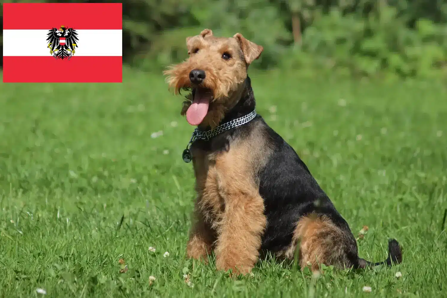 Lee más sobre el artículo Criadores y cachorros de Welsh Terrier en Austria