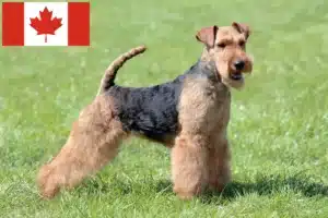 Lee más sobre el artículo Criadores y cachorros de Welsh Terrier en Canadá