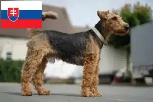 Lee más sobre el artículo Criadores y cachorros de Welsh Terrier en Eslovaquia