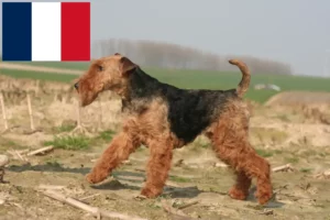 Lee más sobre el artículo Criadores y cachorros de Welsh Terrier en Francia