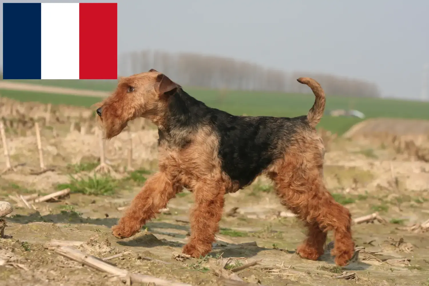 Lee más sobre el artículo Criadores y cachorros de Welsh Terrier en Francia