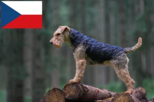 Lee más sobre el artículo Criadores y cachorros de Welsh Terrier en la República Checa