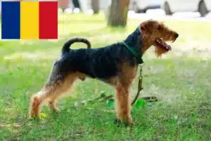 Lee más sobre el artículo Criadores y cachorros de Welsh Terrier en Rumanía