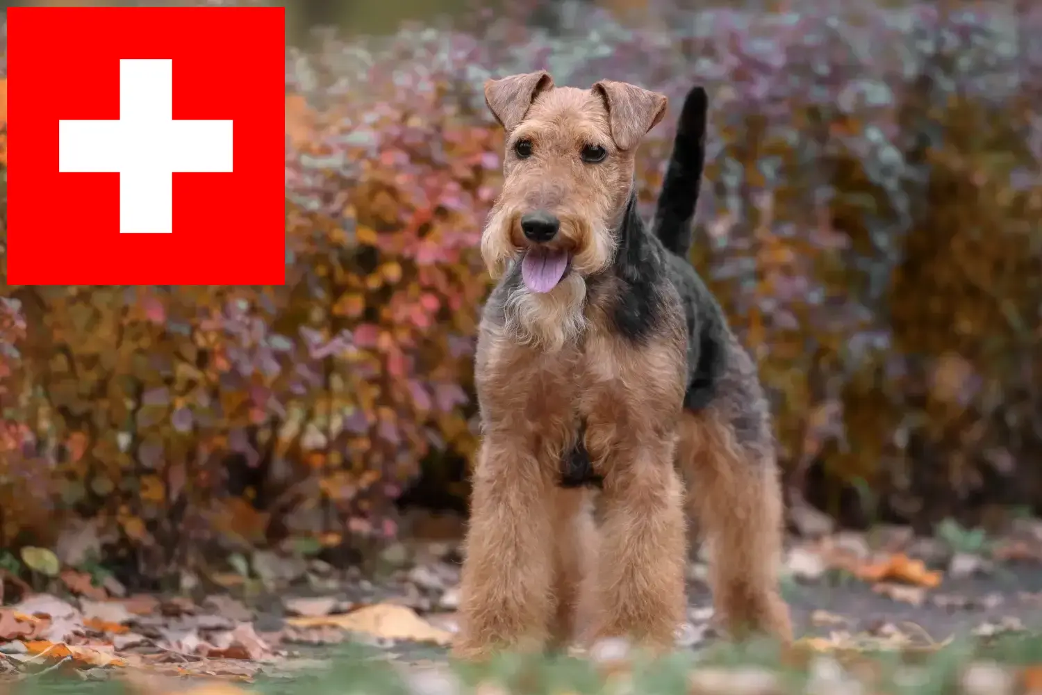 Lee más sobre el artículo Criadores y cachorros de Welsh Terrier en Suiza