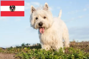 Lee más sobre el artículo Criadores y cachorros de Westie en Austria