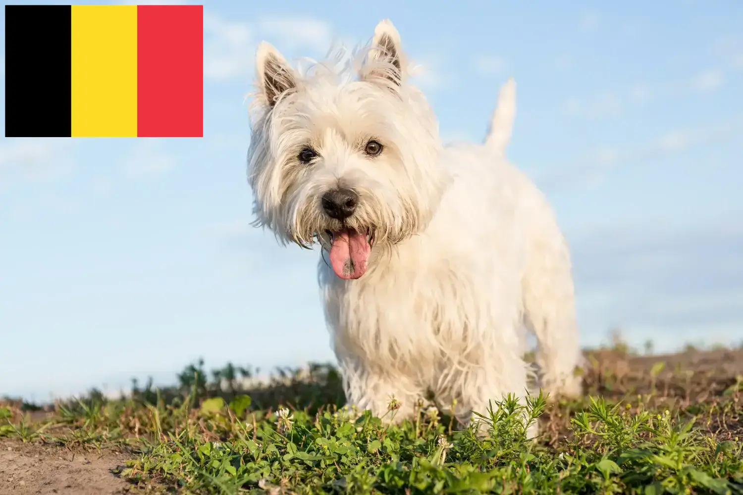 Lee más sobre el artículo Criadores y cachorros de Westie en Bélgica