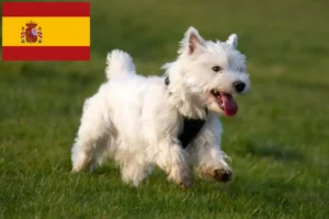 Lee más sobre el artículo Criadores y cachorros de Westie en España