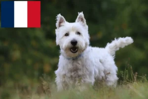 Lee más sobre el artículo Criadores y cachorros de Westie en Francia