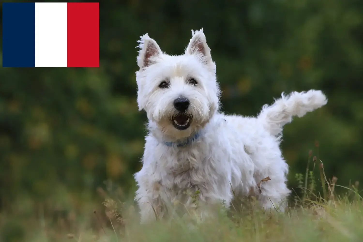 Lee más sobre el artículo Criadores y cachorros de Westie en Francia