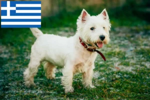 Lee más sobre el artículo Criadores y cachorros de Westie en Grecia