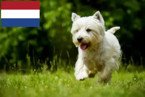 Lee más sobre el artículo Criadores y cachorros de Westie en los Países Bajos